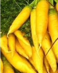 sementes organicas cenoura solar amarela 2 8 e1494730858726