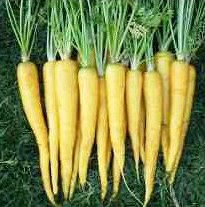 sementes organicas cenoura solar amarela 2 9 e1494730800934