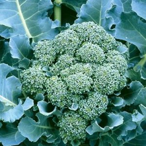 Sementes Orgânicas de Brócolis De Cicco
