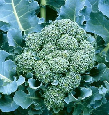 sementes organicas de brocolis de cicco 2 3 e1494863369517