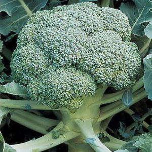Sementes Orgânicas de Brócolis De Cicco