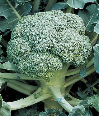 sementes organicas de brocolis de cicco 2 4 e1494863325708