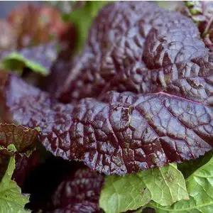 sementes organicas de mostarda roxa 2 4 e1494730026872
