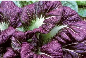 sementes organicas de mostarda roxa 2 5 e1494729975120