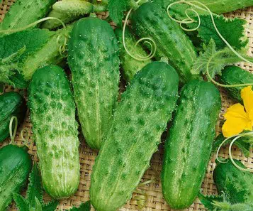 sementes organicas pepino calypso 2 4 e1494729274793