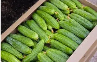 sementes organicas pepino calypso 2 5 e1495134211126