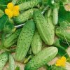 sementes organicas pepino calypso 8984 e1494729440307