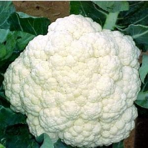 sementes verdura organica couve flor snowball 2 5 e1494730478907