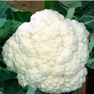 sementes verdura organica couve flor snowball 2 5 e1494730478907
