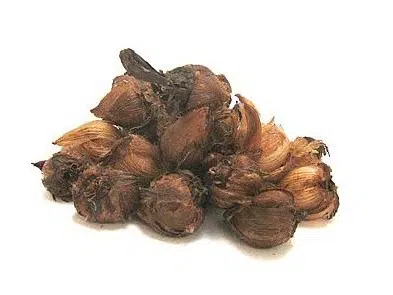 trevo de 4 folhas 20 bulbos 2 3 e1495128893276
