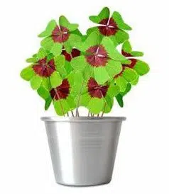 trevo de 4 folhas 20 bulbos 2 4 e1495935760604