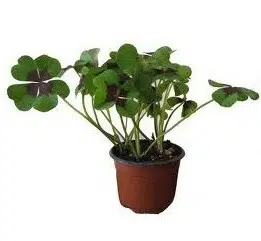 trevo de 4 folhas 20 bulbos 2 5 e1495935679342