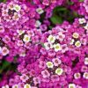 alyssum rosa