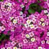 alyssum rosa