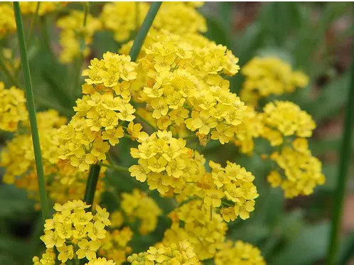 comprar semenres de alyssum amarela flor de mel 2 3 e1495121625250