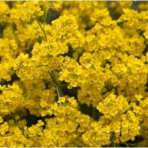 comprar semenres de alyssum amarela flor de mel 2 4 e1495121602634