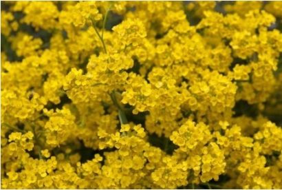 comprar semenres de alyssum amarela flor de mel 2 4 e1495121602634