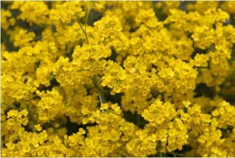 comprar semenres de alyssum amarela flor de mel 2 4 e1495121602634