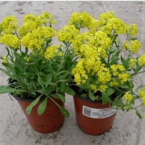 comprar semenres de alyssum amarela flor de mel 2 5 e1495121582941