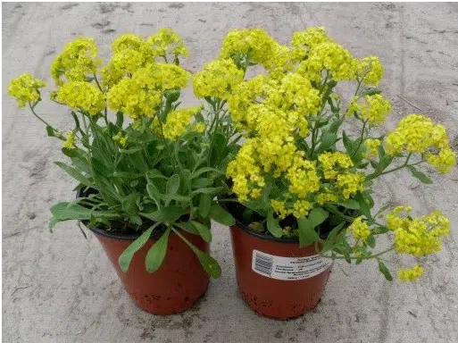 comprar semenres de alyssum amarela flor de mel 2 5 e1495121582941