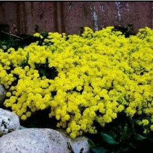 comprar semenres de alyssum amarela flor de mel 2 6 e1495121564993