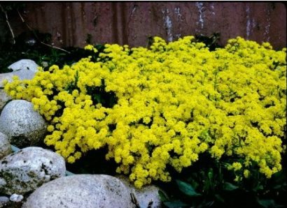 comprar semenres de alyssum amarela flor de mel 2 6 e1495121564993