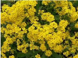 comprar semenres de alyssum amarela flor de mel 2 7 e1495121545428
