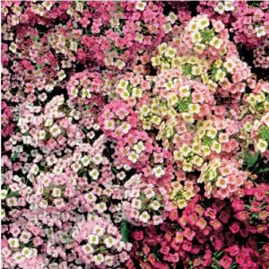 comprar sementes de alyssum rosa flor de mel 2 3 e1495121887272