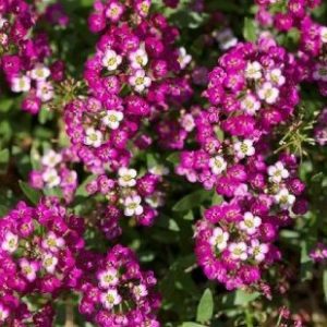 comprar sementes de alyssum rosa flor de mel 2 4 e1495121865748