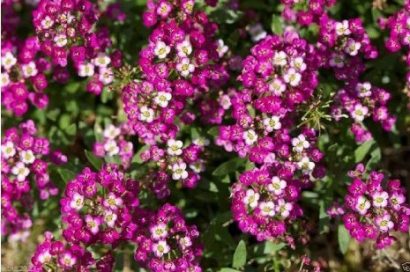 comprar sementes de alyssum rosa flor de mel 2 4 e1495121865748