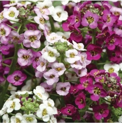 comprar sementes de alyssum rosa flor de mel 2 6 e1495121826918