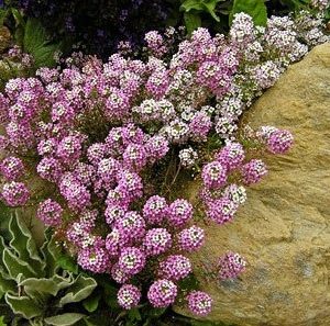 comprar sementes de alyssum rosa flor de mel 2 7 e1495121802850