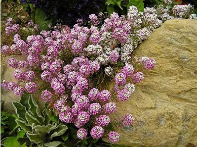 comprar sementes de alyssum rosa flor de mel 2 7 e1495121802850