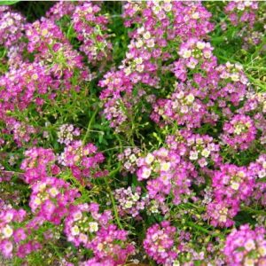 comprar sementes de alyssum rosa flor de mel 2 8 e1495121764820