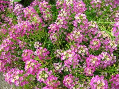 comprar sementes de alyssum rosa flor de mel 2 8 e1495121764820