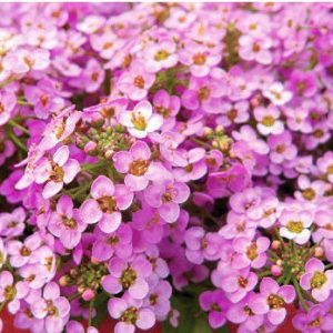 comprar sementes de alyssum rosa flor de mel 2 9 e1495121738214