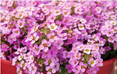 comprar sementes de alyssum rosa flor de mel 2 9 e1495121738214