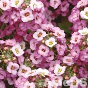 Comprar Sementes de Alyssum Rosa (Flor-de-Mel)