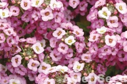 Comprar Sementes de Alyssum Rosa (Flor-de-Mel)