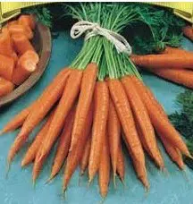 comprar sementes de cenoura baby 2 2 e1495122423820