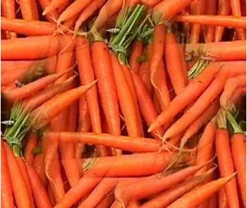 comprar sementes de cenoura baby 2 4 e1495122383755