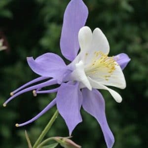 comprar sementes de colombina aquilegia sortida 2 10 e1495051576422