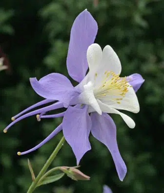 comprar sementes de colombina aquilegia sortida 2 10 e1495051576422