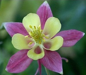 comprar sementes de colombina aquilegia sortida 2 11 e1495051552906