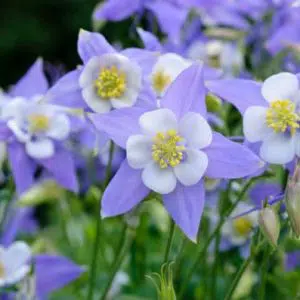 comprar sementes de colombina aquilegia sortida 2 12 e1495051527931