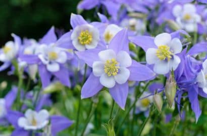 comprar sementes de colombina aquilegia sortida 2 12 e1495051527931