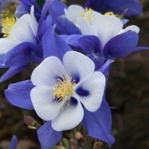 comprar sementes de colombina aquilegia sortida 2 13 e1495051500964