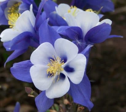 comprar sementes de colombina aquilegia sortida 2 13 e1495051500964