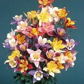 comprar sementes de colombina aquilegia sortida 2 14 e1495051474693