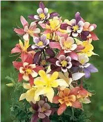 comprar sementes de colombina aquilegia sortida 2 15 e1495051454701